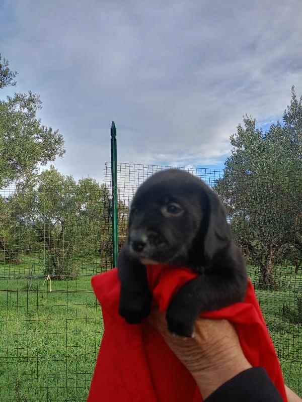  8 cuccioli in cerca d'amore “Regala un Sogno a Natale” 🎄 Foto 2